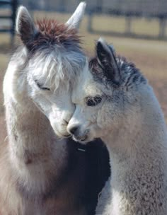 two alpacas standing next to each other in a field with fenced in area behind them