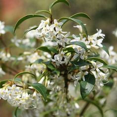 the white flowers are blooming on the tree