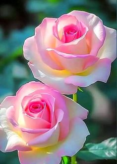 two pink roses with green leaves in the background