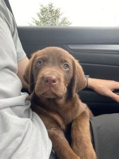 a brown puppy sitting in the passenger seat of a car with his owner's arm around him