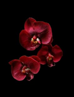 three red orchids on a black background