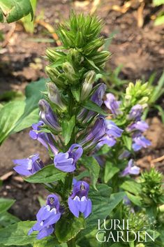 purple flowers are blooming in the garden