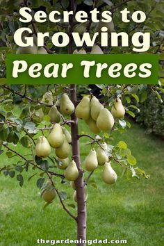 pear tree with the words secrets to growing pear trees