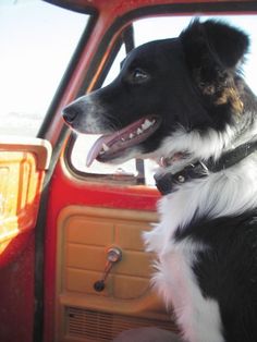 a black and white dog sitting in the passenger seat of a red car with its tongue hanging out