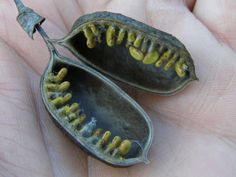 two seed pods with yellow and brown seeds on the inside of them, held in someone's hand