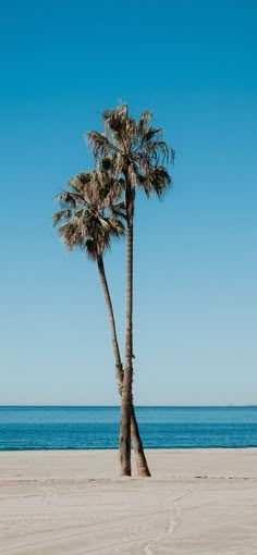 two palm trees on the beach near the ocean