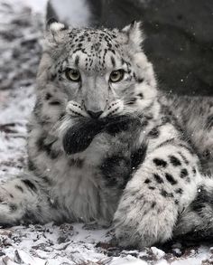 a snow leopard is sitting in the snow with its paws on his chest and looking at the camera