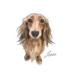 Dachshund Clube dogloverstagram Watercolor Dachshund Painting, Dachshund Watercolor, Dachshund Portrait, Painting Clipart, Dogs Watercolor, Doxie Art