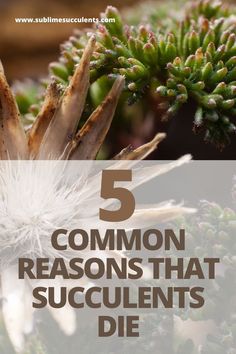 the words 5 common reasons that succulents die