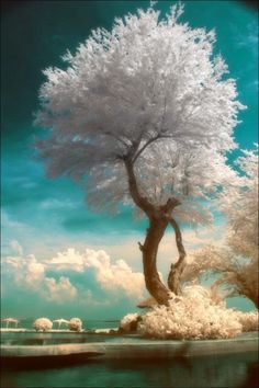 two trees are in the middle of an island with water and blue sky behind them