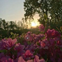 the sun is setting over some pink flowers in front of trees and bushes with green leaves