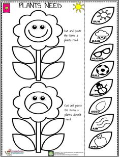 the plant life cycle worksheet for kids to learn how to draw and color