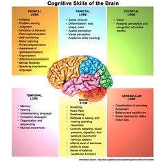 the brain and its functions are labeled in different colors, including red, yellow, green, blue