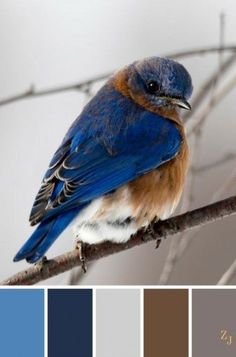 a blue bird sitting on top of a tree branch with color swatches in the background