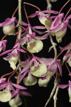 purple and white flowers are blooming in the dark