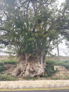 a very large tree with lots of leaves on it's trunk and branches growing out of the ground