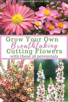 pink and white flowers with text that reads grow your own breathtaking cutting flowers with these 28