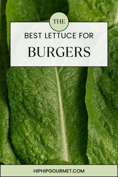 ROMAINE LETTUCE LEAVES