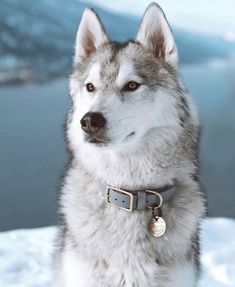 a husky dog sitting in the snow with his head turned to look at the camera