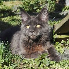 a black cat with yellow eyes laying in the grass