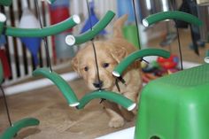 a small dog is playing in the playpen with green plastic tubes and balls on it's head