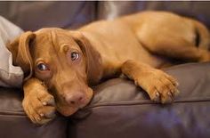 a brown dog laying on top of a couch