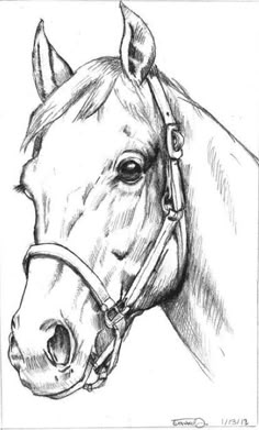 a drawing of a horse's head with the bridle on its face