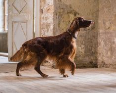 a brown dog standing on top of a hard wood floor next to a wall and door