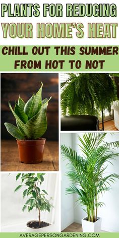 some plants that are in pots with the words, how to care for your home's heat chill out this summer from hot to not