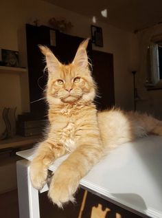 an orange cat laying on top of a table