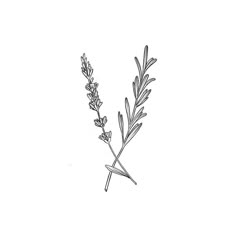 a black and white drawing of a plant