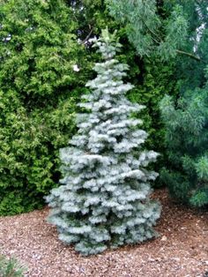 a blue fir tree in the middle of a graveled area next to some trees