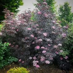 a bush with pink flowers in the middle of it