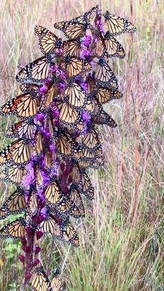 a bunch of butterflies that are on some purple flowers