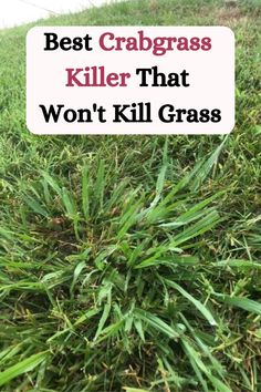 grass with the words best crabgrass killer that won't kill grass on it