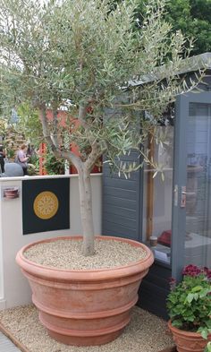 an olive tree in a large clay pot