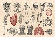 an old medical illustration shows the human body and its organs, including the heart, lungs,