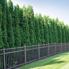 a row of tall green trees next to a fence