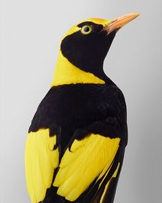 a yellow and black bird with an orange beak