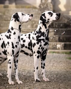 Dalmatians are a distinctive breed of dog, renowned for their unique coat pattern of black or liver spots on a white background. Originating from the historical region of Dalmatia, these dogs have a rich history, including roles as carriage dogs, firehouse mascots, and even performers in circuses. They are known for their high energy, intelligence, and strong-willed nature, making them excellent companions for active families who can provide ample exercise and mental stimulation. Dog Pic, Scary Dogs, Spotted Dog, Animals Friendship, Types Of Dogs, Arte Animal