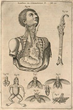 an old book with drawings of insects and human body parts, including the stomach, lungs, and circulators