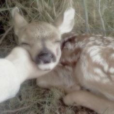 a baby deer is laying down in the grass