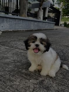 a small white and brown dog sitting on top of a cement floor next to a tree