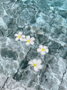 three white flowers floating on top of a body of water with rocks in the background