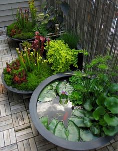 there are many different plants growing in the bowl on the ground next to each other