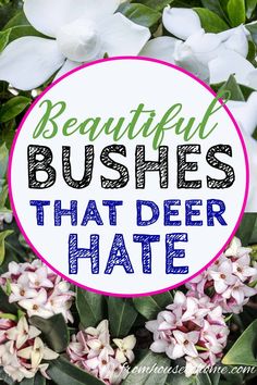 15 Beautiful Deer Resistant Shade Plants To Grow In Your Garden - Gardening @ From House To Home Deer In Garden, Backyard Planting, Hillside Gardening, Georgia Garden, Small Evergreen Shrubs