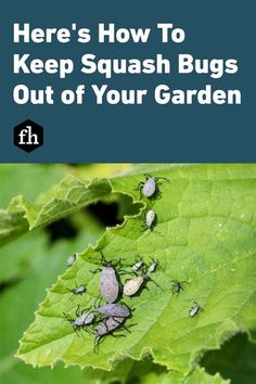 some bugs on a green leaf with the words here's how to keep squash bugs out of your garden