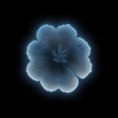 a blue flower in the middle of a black background