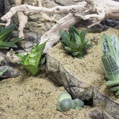 some plants that are growing out of the sand in a planter with rocks and driftwood