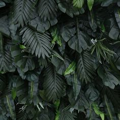 green leaves are growing on the wall in this photo, and it looks like they're